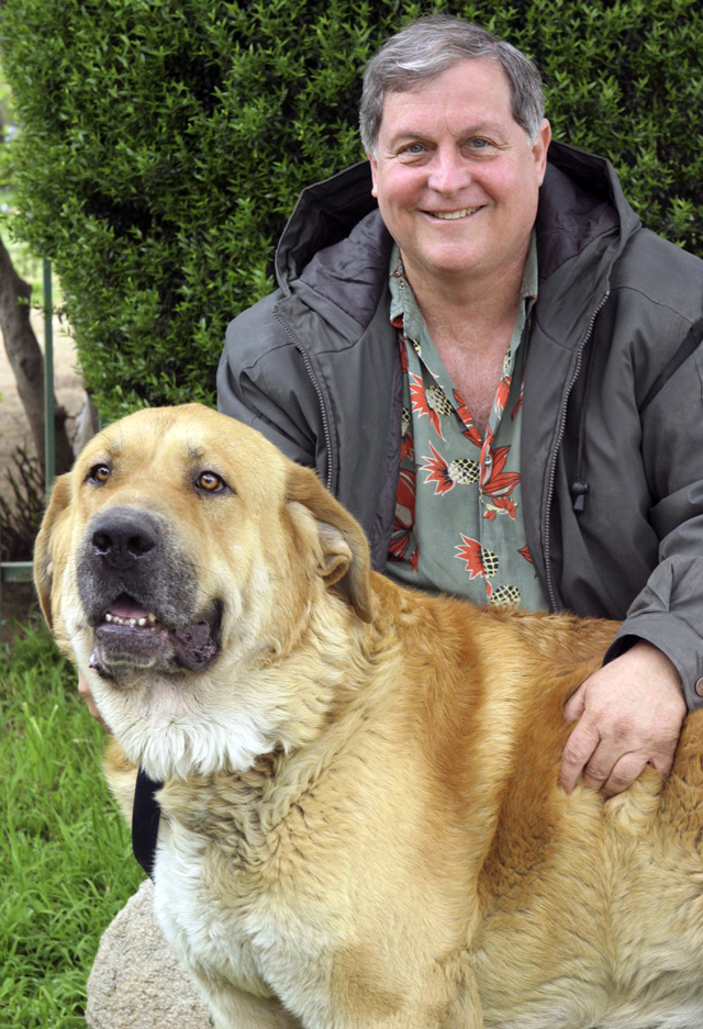 Spanish Mastiff